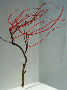 a tree with red branches in a white room