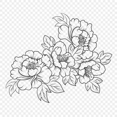 black and white flowers on a transparent background, hd png - flower line drawing