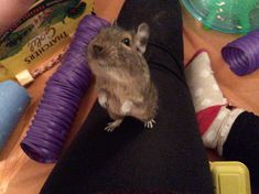 a small rodent sitting on top of a purple cone next to other toys and supplies