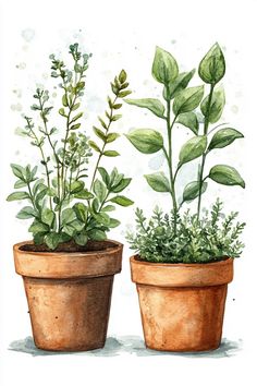 two potted plants with green leaves are shown in this watercolor painting on paper