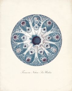 a blue and white plate with peacocks on it's side in the center