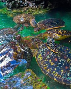 several turtles swimming in the water together