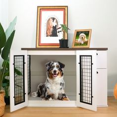 a dog is sitting in an open cabinet with pictures on the top and bottom shelf