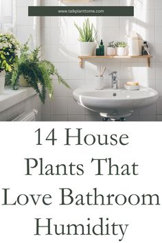 14 House Plants That Love Bathroom Humidity – | Talk Plant To Me | Indoor Bathroom Plants, Bathrooms With Plants Ideas, Indoor Plants For Bathroom, Inside House Plants, Plants That Love Shade, Bathroom Plant