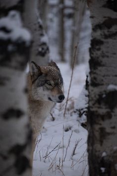 a lone wolf standing in the snow between two birch trees, looking out into the distance