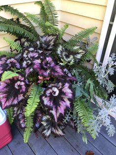 a plant with purple and white flowers sitting on a porch next to a red container