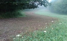 an empty dirt road surrounded by trees and grass