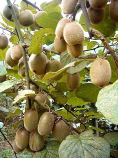 the fruit is growing on the tree outside