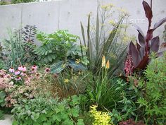 a garden filled with lots of plants next to a cement wall on the side of a building