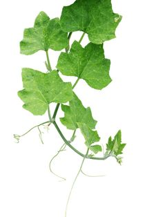 a plant with green leaves growing from it's roots on a white background,