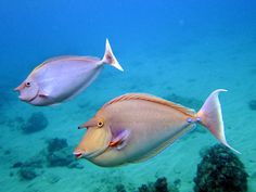 two fish swimming in the water near rocks and corals on the ocean floor, with one looking at the camera