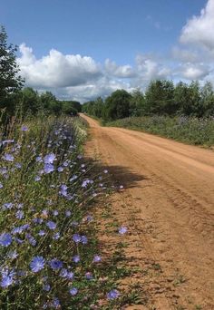 the dirt road is lined with blue flowers