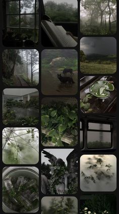 many different images of plants and trees in the rain