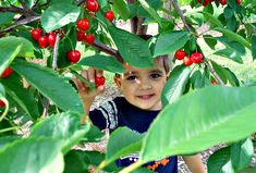 a young boy standing in the middle of a tree with berries on it's branches