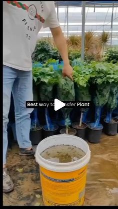 a bucket full of dirt next to plants and people in the background with text that reads best way to raise plant growth