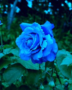 a blue rose is blooming in the garden