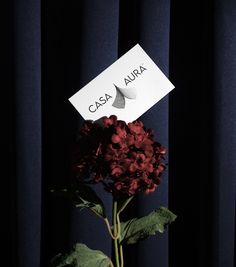 there is a flower that has been placed in front of a sign with the word casa aura on it