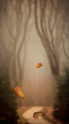 two leaves flying in the air over a road with trees on both sides and foggy sky