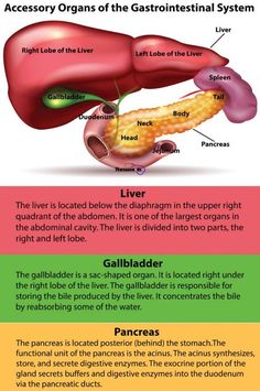 the anatomy of the liver and how it functions in each part of the body, including organs