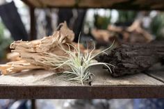 an air plant sitting on top of a wooden table next to some driftwood pieces