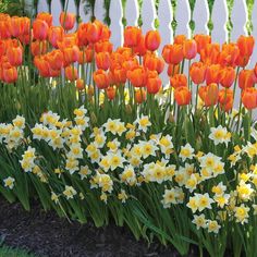 many orange and white flowers in front of a white picket fence