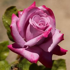 a pink rose with green leaves in the foreground and a dirt ground behind it