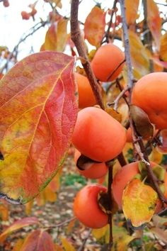 the fruit is growing on the tree in the fall season, and it's not ripe enough for us to eat