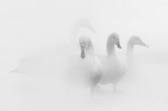 two white geese standing in the water on a foggy day with their heads turned towards the camera