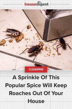 a pile of bugs sitting on top of a kitchen floor