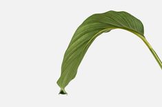 Calathea Orbifolia white wall | Premium Photo - rawpixel Evergreen Background, Tropical Home, Tropical Houses, Background Background