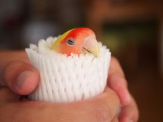 a small bird sitting on top of a cupcake in someone's hand,