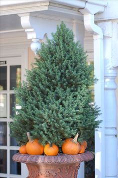 a potted plant with pumpkins in it