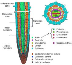 the structure of an animal's body and its structures, including their external layers