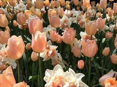 many pink and white flowers are blooming together