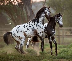 two black and white horses running in the grass