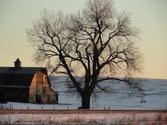 an old barn sits in the middle of a snow covered field with a large tree