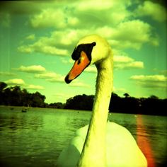 a large white swan floating on top of a lake