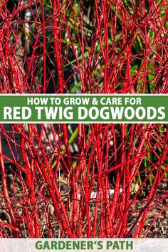 how to grow and care for red twig dogwoods - gardener's path