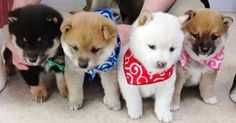 four puppies are wearing bandanas and collars