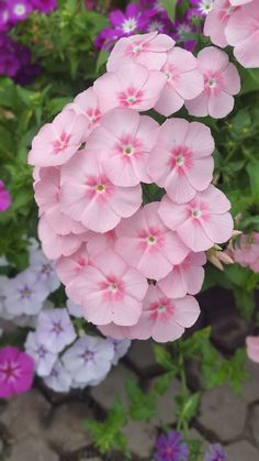 pink and purple flowers are growing in the garden