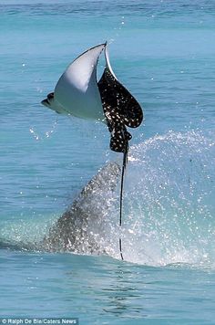 a man riding on top of a wave in the ocean with a kite attached to his head