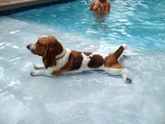 a brown and white dog laying in the water next to a pool with people swimming