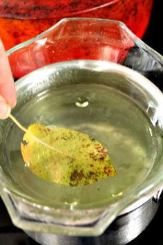 a person holding a leaf in a bowl filled with water