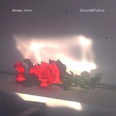 two red roses sitting on top of a white shelf next to a window sill