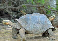 a large turtle walking across a dirt field