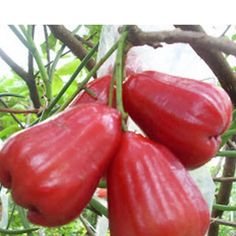 three red fruits hanging from a tree branch