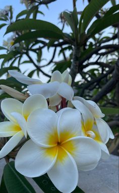 white and yellow flowers with green leaves in the background