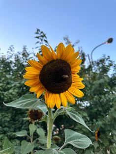 a large yellow sunflower in the middle of a field