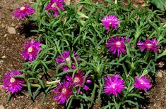 small purple flowers growing in the dirt