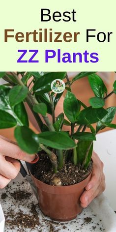 ZZ Plant Care | House Plants Indoor -Fertilizing ZZ plants, ZZ plant fertilizer, best fertilizer for ZZ plant, 
fertilizing ZZ plant how often, ZZ plant care tips, ZZ plant nutrition, ZZ 
plant feeding schedule, organic fertilizer for ZZ plant, liquid fertilizer 
for ZZ plant, slow-release fertilizer for ZZ plant,   ZZ plant 
nutrients, ZZ plant soil enrichment, ZZ plant growth supplements, ZZ plant 
feeding frequency Croton Plant Care, Inside House Plants, Indoor Cactus Plants, Plants Pet Friendly